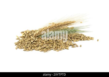 Semi di orzo con la buccia esterna e le orecchie di orzo isolate su sfondo bianco, nuovo concetto di raccolta del grano Foto Stock