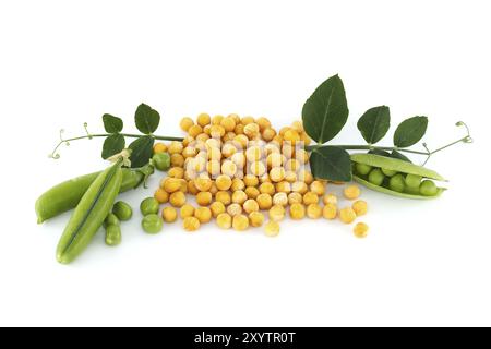 Piselli secchi gialli circondati da una foglia verde, piselli verdi freschi e baccelli di piselli isolati su fondo bianco, dieta sana a base vegetale Foto Stock