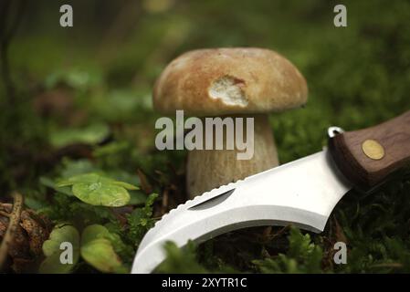 Coltello con lama curva di fronte al fungo della famiglia Boletaceae, comunemente chiamato penny bun o cep che cresce nei boschi Foto Stock