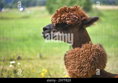 Alpaca marrone con un cappotto spesso e soffice e un'acconciatura pronunciata si staglia in un campo verde Foto Stock