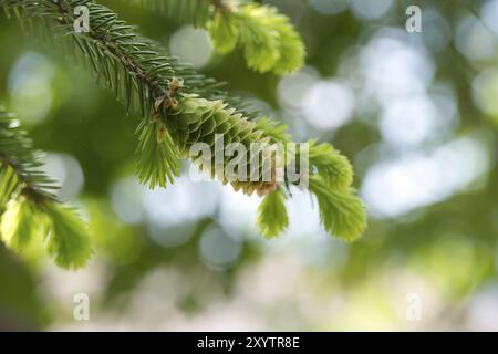 Cono di abete verde su un ramo di abete, cono di abete giovane che mostra una tonalità verde con sfumature di rosa alle punte su sfondo sfocato con macchie chiare Foto Stock