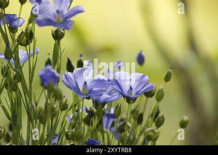 Primo piano di un vibrante e bellissimo fiore di lino blu circondato da lussureggianti prati verdi e piante i colori dominanti sono il verde e il bianco Foto Stock