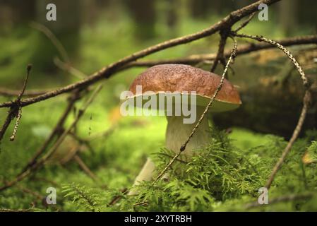 Fungo CEP selvatico che cresce su un lussureggiante muschio verde in una foresta con alcuni piccoli rami sparsi intorno, vista dall'angolo basso. Boletus edulis, conosciuto come la C. Foto Stock