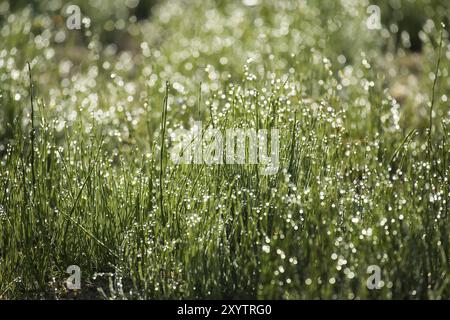 Bellezza della natura al mattino presto, i vibranti fili verdi di erba sono illuminati dal sole luminoso del mattino e goccioline di rugiada scintillano sui fili, pro Foto Stock