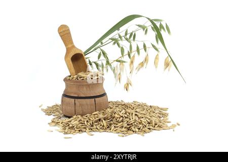 Cumulo di chicchi di avena organici con carene o bucce isolate su sfondo bianco. Chicchi di avena interi con buccia. Agricoltura, dieta e nutrizione Foto Stock