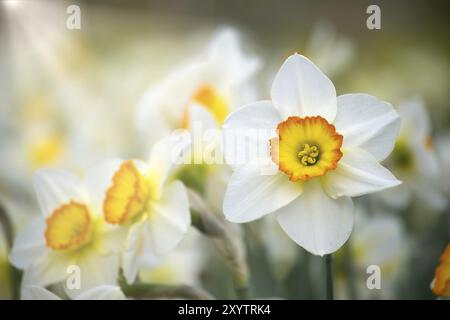 I narcisi bianchi, noti anche come narcisi in piena fioritura, si concentrano sui narcisi e creano un forte contrasto con lo sfondo sfocato Foto Stock