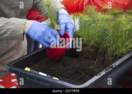 Riempimento con terreno pot-cresciuto pine pianta, Earth Day salvare ambiente concetto Foto Stock