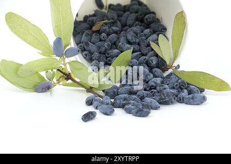 Bacche di caprifoglio blu e ramoscello con foglie e bacche isolate su sfondo bianco Foto Stock