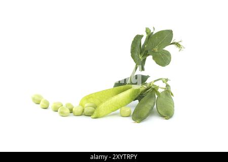 Cialde di piselli dolci freschi con foglie verdi isolate su sfondo bianco, piselli da giardino o piselli inglesi raccolti prima della piena maturazione Foto Stock