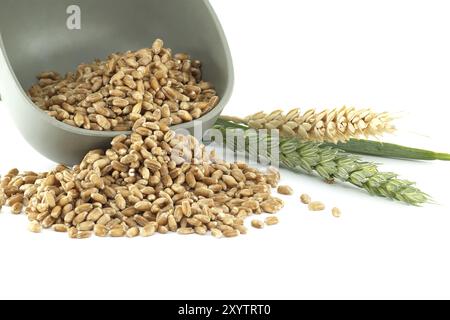 Immagine ravvicinata dei grani di grano che fuoriescono da una ciotola, insieme ai gambi di grano fresco isolati su uno sfondo bianco Foto Stock