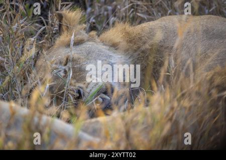 Giovane leone maschio (Panthera leo) che dorme nell'erba, Manyeleti Game Reserve, Sudafrica, Africa Foto Stock