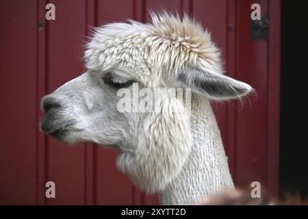 Alpaca bianco con un cappotto spesso e soffice e un'acconciatura pronunciata, i suoi occhi sono leggermente chiusi e sembra guardare in lontananza Foto Stock