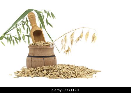 Cumulo di chicchi di avena organici con carene o bucce isolate su sfondo bianco. Chicchi di avena interi con buccia. Agricoltura, dieta e nutrizione Foto Stock