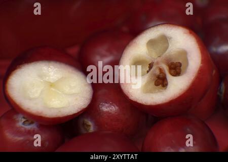 Mirtillo rosso a metà taglio che rivela un interno bianco con semi rossi, immagine macro Foto Stock