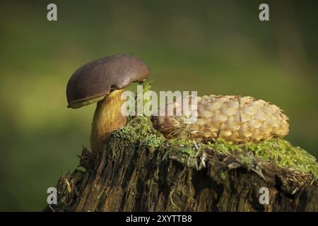 CEP o Boletus funghi che crescono su un ceppo coperto di muschio verde vicino a un cono di abete rosso in vista ad angolo basso Foto Stock