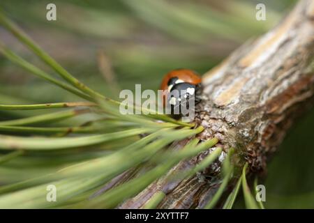 Ladybird (Coccinellidae), vista frontale, seduto sul ramo di un larice, aghi del larice verde, macro, zona Ruhr, Germania, Europa Foto Stock