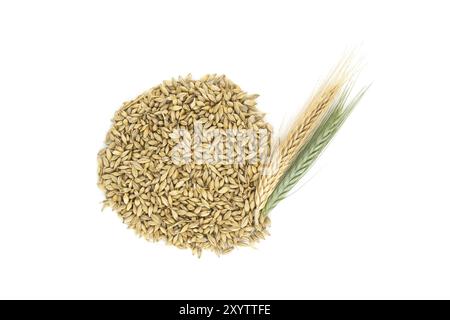 Semi di orzo con la buccia esterna e le orecchie di orzo isolate su sfondo bianco, nuovo concetto di raccolta del grano Foto Stock