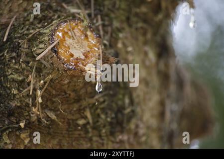 Primo piano di un tronco di albero, evidenziando un taglio nella corteccia da cui sono visibili più gocce di resina Foto Stock