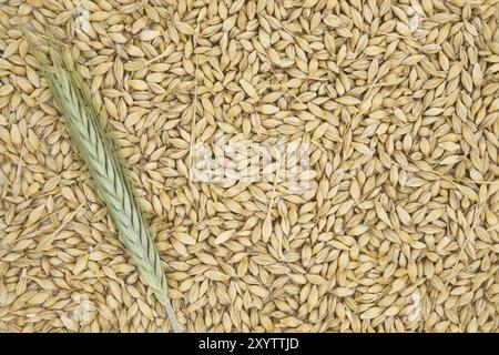 Semi d'orzo con la buccia esterna e le orecchie d'orzo, fondo e superficie dei grani d'orzo (Hordeum vulgare) Foto Stock