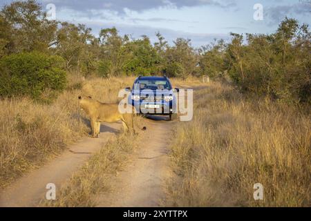 Leone femminile (Panthera leo) in piedi su una pista sabbiosa di fronte a un'auto, Manyeleti Game Reserve, Sudafrica, Africa Foto Stock