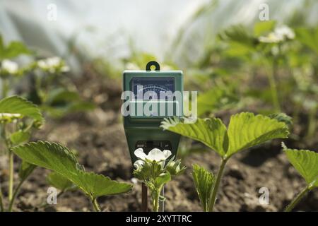 Misuratore di umidità del suolo, intensità luminosa e PH tra le piante di fragole in fiore Foto Stock