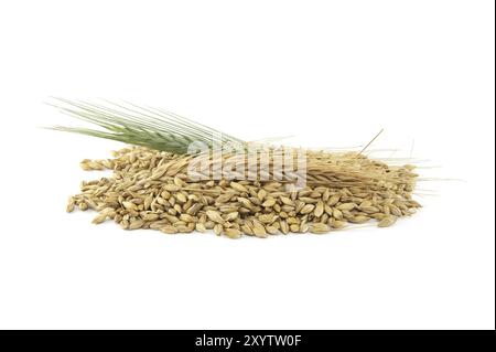 Semi di orzo con la buccia esterna e le orecchie di orzo isolate su sfondo bianco, nuovo concetto di raccolta del grano Foto Stock