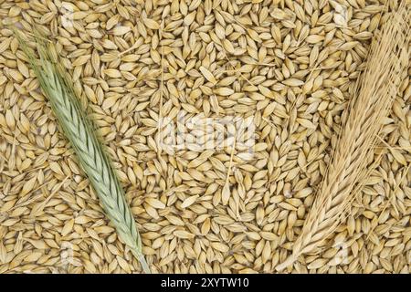 Semi d'orzo con la buccia esterna e le orecchie d'orzo, fondo e superficie dei grani d'orzo (Hordeum vulgare) Foto Stock