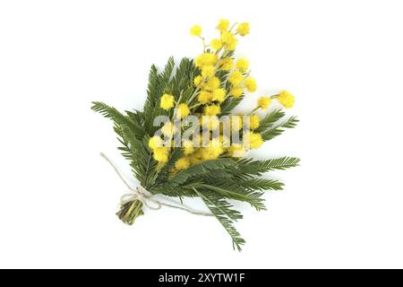 Bouquet di fiori gialli di mimosa legati con spago di iuta naturale isolato su sfondo bianco Foto Stock