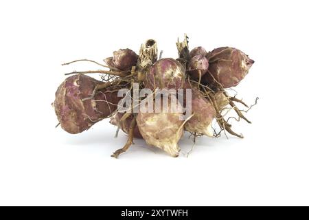 Topinambur (Helianthus tuberosus) tuberi con radici isolate su fondo bianco. Sunchoke, girasole selvatico o topinambur Foto Stock