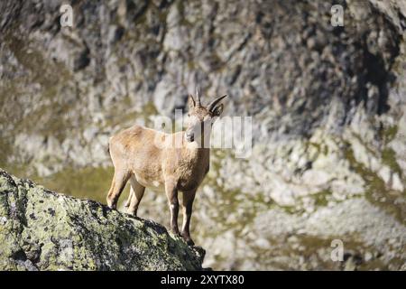 Giovane femmina alpina (Capra ibex) che guarda la macchina fotografica e sta in piedi sulle alte rocce in pietra delle montagne di Dombay contro le rocce. Caucaso settentrionale. Rus Foto Stock