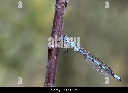 Farfalla a ferro di cavallo Foto Stock