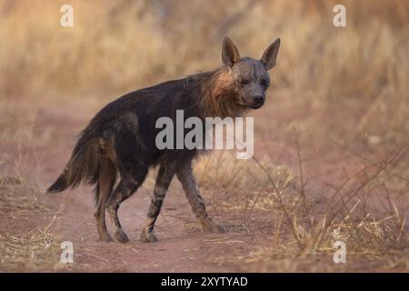 La iena con dorso nero (Parahyena brunnea o Hyaena brunnea) è all'attenzione delle praterie, Namibia, Africa Foto Stock