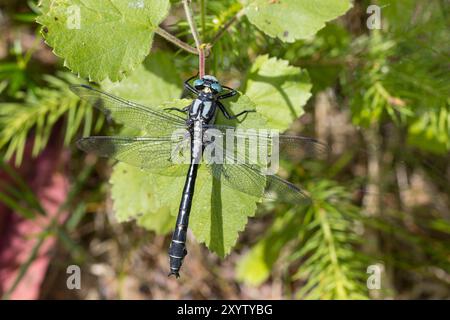 Gemeine Keiljungfer, Keiljungfer, Männchen, Gomphus vulgatissimus, libellula a coda tonda, common Clubtail, Clubtail, Common Club-TAIL, maschio, le gomphe Foto Stock