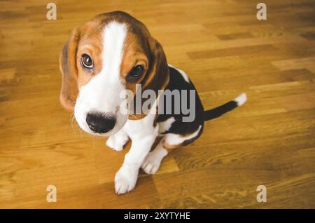 Poco triste cucciolo beagle si siede su un pavimento di legno, guardando verso l'alto. Il tema degli animali Foto Stock