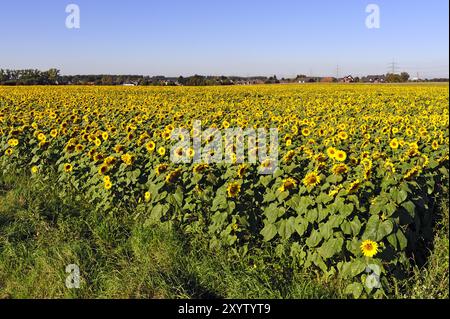 Campo di girasoli autunnali ai margini di un villaggio Foto Stock