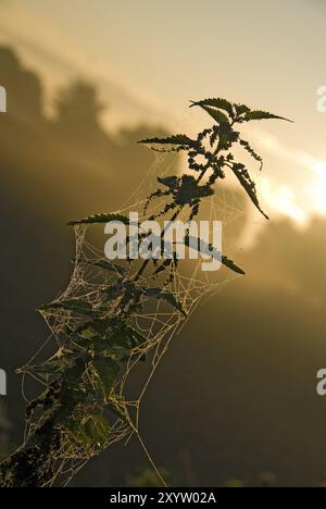 Ortica pungente con ragnatele al sole del mattino Foto Stock