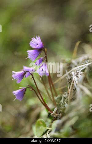 Prato alpino con genziana e cr Foto Stock