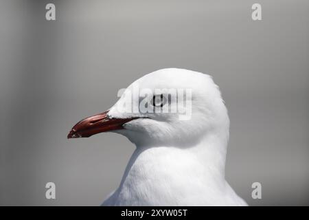 Ritratto di un gabbiano d'argento (Larus novaehollandiae) in Australia. Primo piano di un gabbiano d'argento (Larus novaehollandiae) in Australia Foto Stock