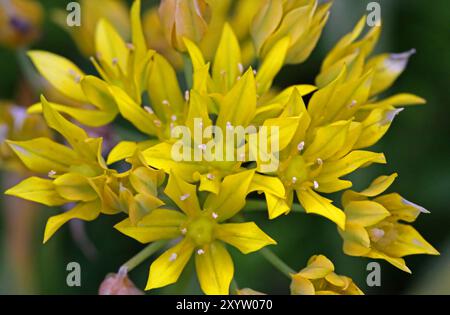 (Allium moly), porro ornamentale giallo, porro dorato Foto Stock