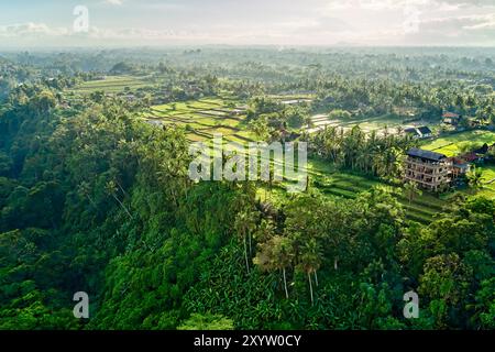 Vista aerea dei campi di riso verdi a Ubud, Bali, Indonesia. Foto Stock