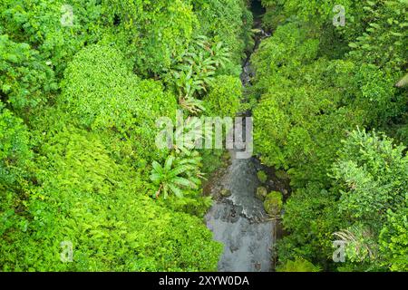 Vista aerea di un piccolo fiume che scorre attraverso i boschi di Ubud, Bali, Indonesia. Foto Stock