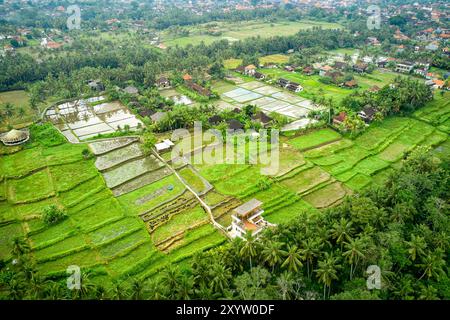 Vista aerea dei campi di riso verdi a Ubud, Bali, Indonesia. Foto Stock