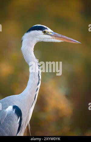 Heron grigio (Ardea cinerea) seduto di fronte a variopinte foglie autunnali. Primo piano di un Heron grigio (Ardea cinerea) seduto di fronte al colorato autunno Foto Stock