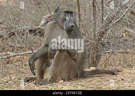 Primat (Mammalia) Affe, Steppenpavian, Gelber Pavian, Babuin, Baboon, Papio, Cercopithecidae, Papionini, Papio cynocephalus Foto Stock