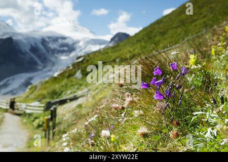 Prato alpino con genziana e cr Foto Stock