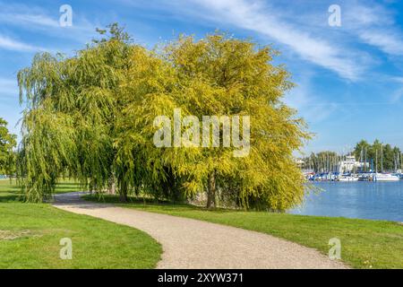 Sentiero costiero con salici sul lago Schwerin Foto Stock