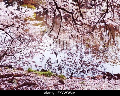 Fioritura ciliegio rami toccano acqua, artisic foto colorate. Shinjuku Gyoen National Garden a Tokyo Giappone Foto Stock