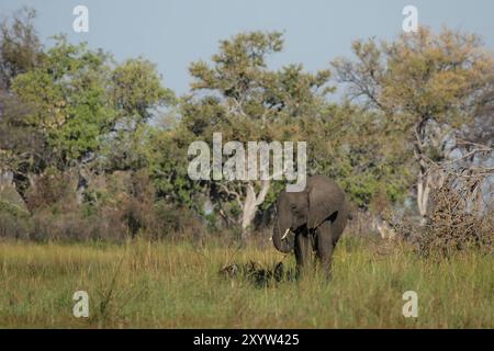 Elefante (Loxodonta africana) nel Delta dell'Okavango in Botswana. Elefante nel Delta dell'Okavango in Botswana Foto Stock