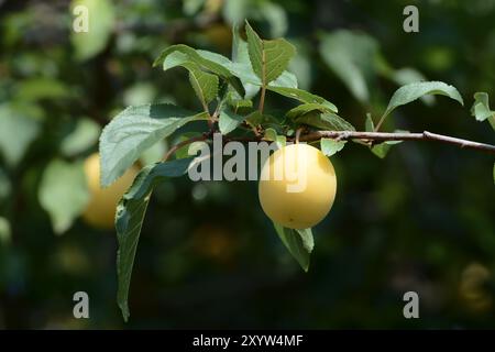 Il frutto di una mirabella selvatica in un parco Foto Stock