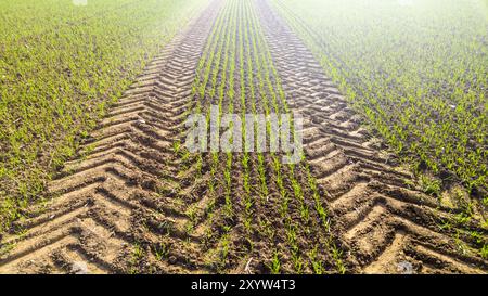 Cingoli di un trattore su un campo di grano alla luce del sole Foto Stock